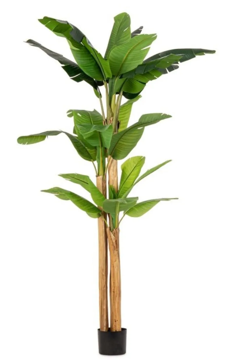 Best Bizzotto PIANTA BANANO C-VASO 24FOGLIE H280
