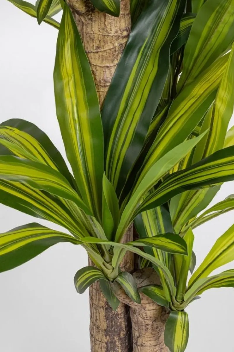 New Bizzotto PIANTA DRACAENA C-VASO H130