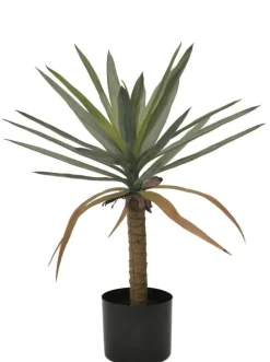Sale Bizzotto PIANTA DRACAENA C-VASO H62