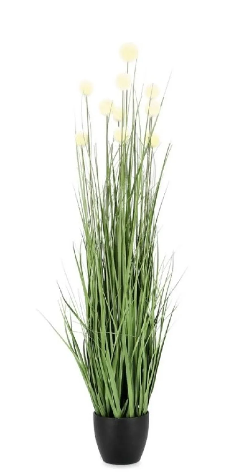 Discount Bizzotto PIANTA ERIOPHORUM BIANC C-VASO X10F H110