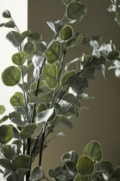 Best Bizzotto PIANTA EUCALIPTO C-VASO H82