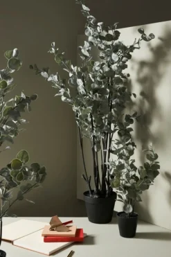 Best Bizzotto PIANTA EUCALIPTO C-VASO H82