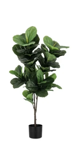 Bizzotto PIANTA FICUS LYRATA C-VASO 72FOGLIE H120
