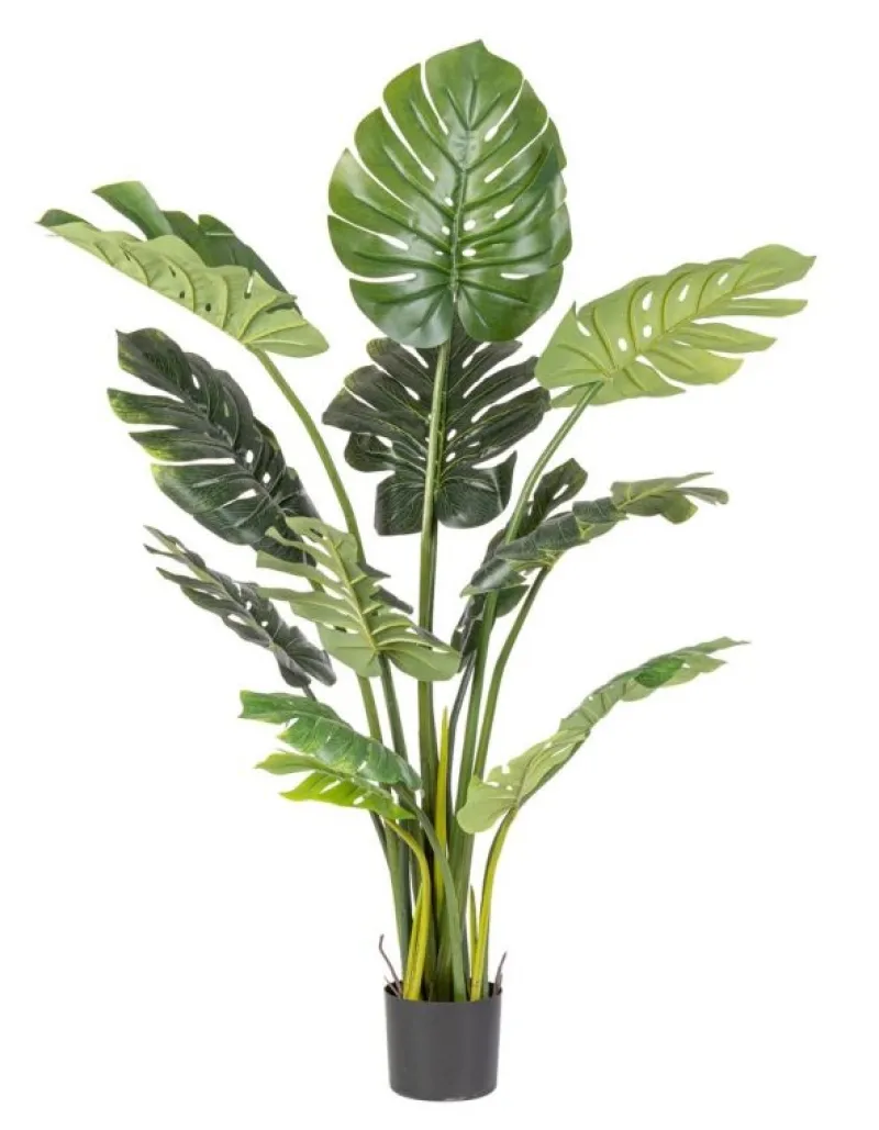 Discount Bizzotto PIANTA FILODENDRO C-VASO 13FOGLIE H150