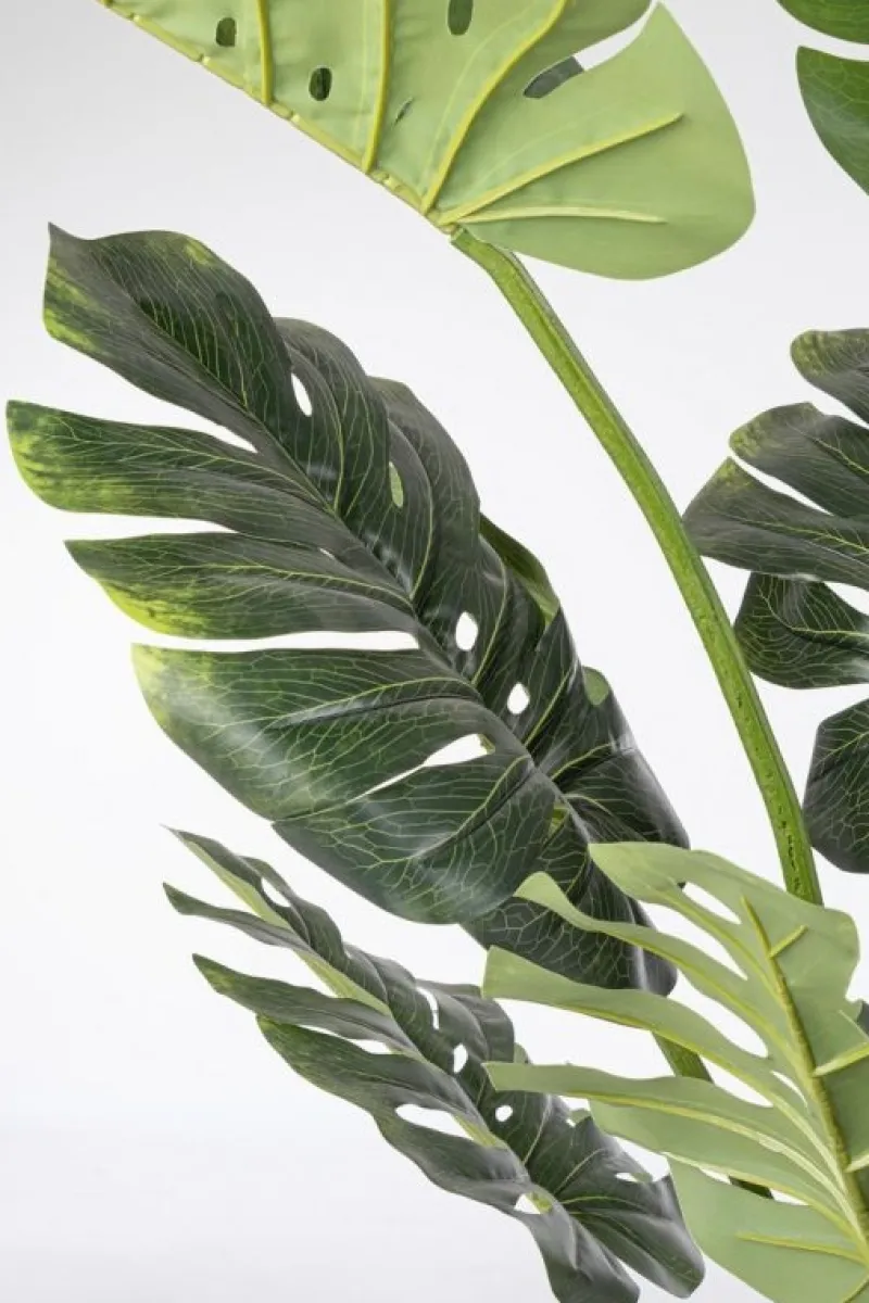 Discount Bizzotto PIANTA FILODENDRO C-VASO 13FOGLIE H150