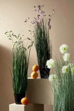 Outlet Bizzotto PIANTA GREVILLEA ROSA C-VASO X5F H100