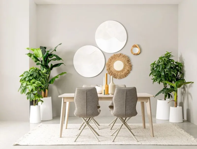 Discount Bizzotto PIANTA PACHIRA AQUATICA C-VASO 360F H160