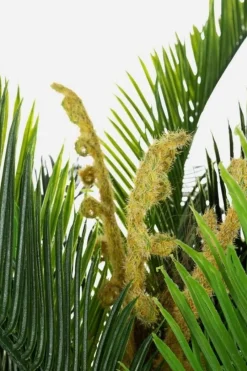 Clearance Bizzotto PIANTA PALMA C-VASO 36FOGLIE 2TR H150