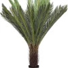 Discount Bizzotto PIANTA PALMA CYCAS C-VASO 28FOGLIE H120