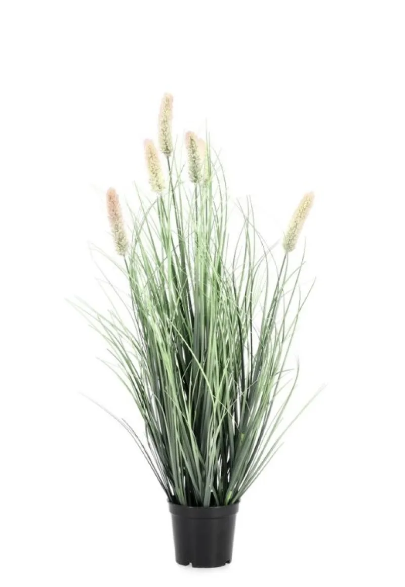 Discount Bizzotto PIANTA PENNISETUM C-VASO H61