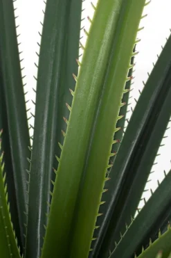 Bizzotto PIANTA RUSCACEAE C-VASO 28FOGLIE H90CM