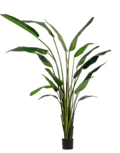 Sale Bizzotto PIANTA STRELITZIA C-VASO 18FOGLIE H310