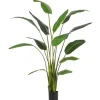 Hot Bizzotto PIANTA STRELITZIA C-VASO 13FOGLIE H235