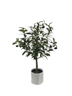 Best Bizzotto PIANTA ULIVO C-VASO H65