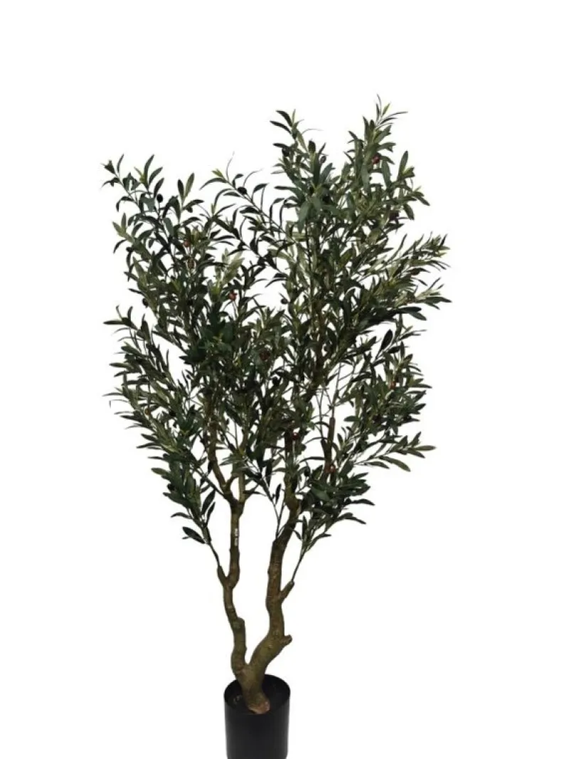 Bizzotto PIANTA ULIVO C-VASO H180