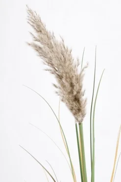 Bizzotto RAMO GYNERIUM PAMPAS H140